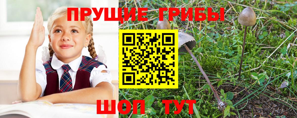 Галлюциногенные грибы Psilocybine cubensis Тайшет